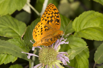 Great spangled fritillary butterfly on bee balm flowers in Connecticut.