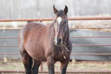 Obraz premium dark chestnut brown mustang horse