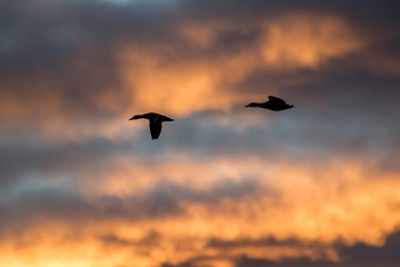 Fototapeta na wymiar Mallards silhouetted against a beautiful sunset sky