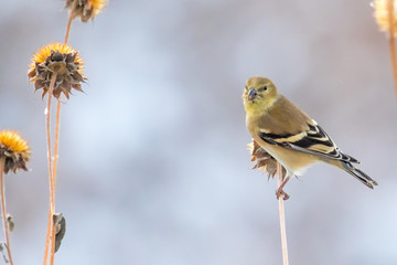 American Goldfinch perched on a thistle stem