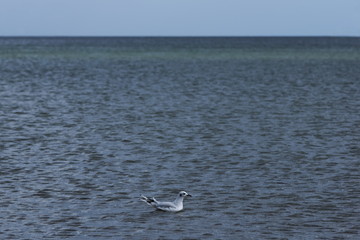 Gull in the Baltic sea 