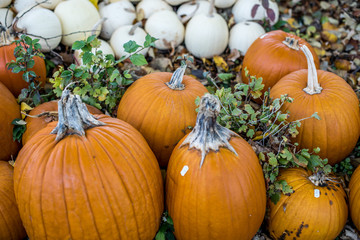 Orange and white pumpkins background