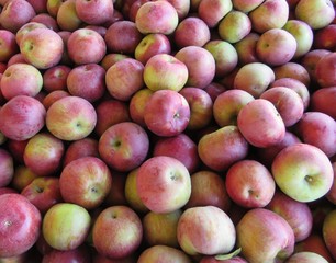 Apple Harvest