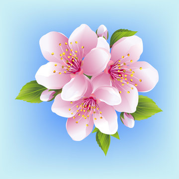 Japanese cherry blossom isolated