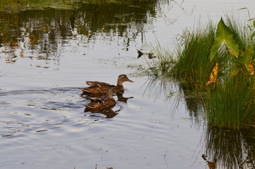 Ducks in the water