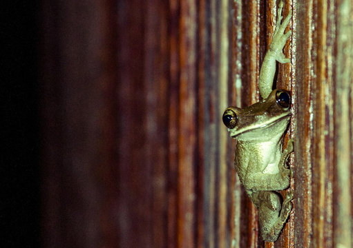 A lime green frog.