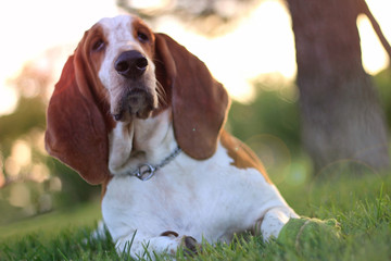 Cão Basset Hound com orelhas grandes deitando no jardim observando o horizonte com olhar fixo e expressivo.  
