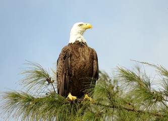 American Bald Eagle Visits the Beach