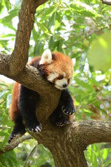 Fototapeta premium レッサーパンダ