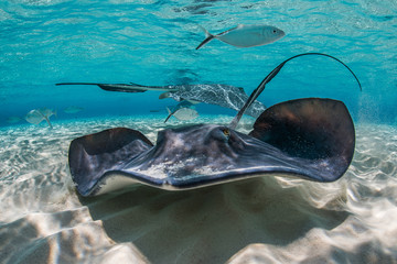 Stingray