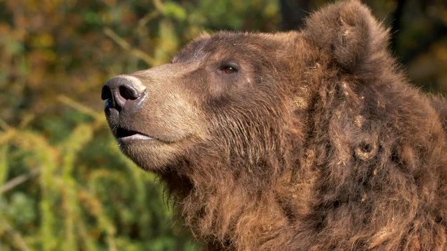 Kamchatka brown bear 