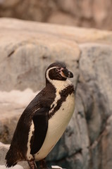フンボルトペンギン