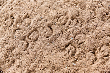 Horse footprints on the ground