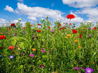 Bee meadow
