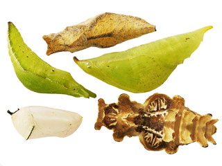 Five butterfly pupae isolated on white background. The pupae are lime butterfly, great orange tip, plain tiger, pink rose and Papilio hipponous. A pupa is a stage between a caterpillar and a butterfly