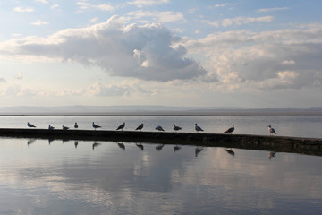 Seagulls in Clevedon, England