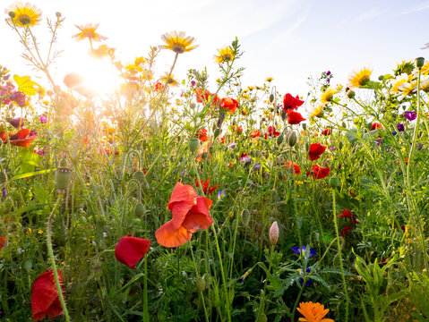 Bee meadow