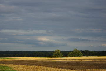 Collected field of grain in Germany