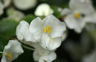 kwiat jaśminu - makro