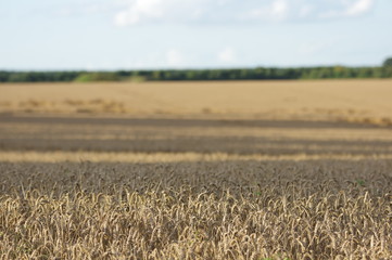 Beautiful field of grain in Germany