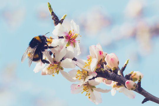 Bees on flowers