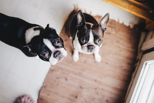 two boston terriers wondering if you love them