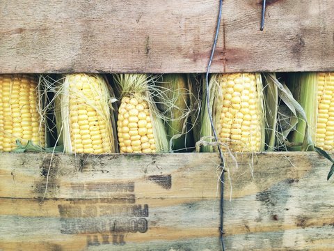 Fresh yellow corn sold at a local farmer's market.