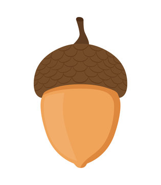 Acorn, oak nut, seed. Cartoon flat style. Vector illustration 