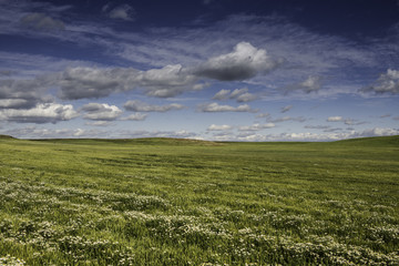 green meadow with a great cloudy sky