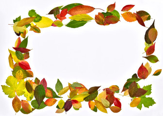 Herbstblätter – Rahmen aus bunten Blättern mit weißem Hintergrund