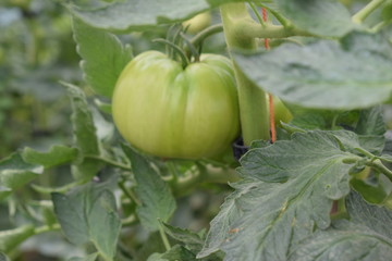 Tomates