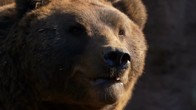Kamchatka brown bear 