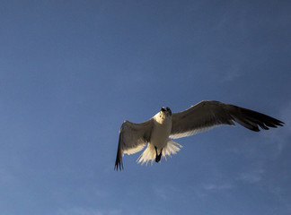Flying seagull