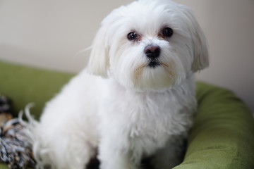 Maltese