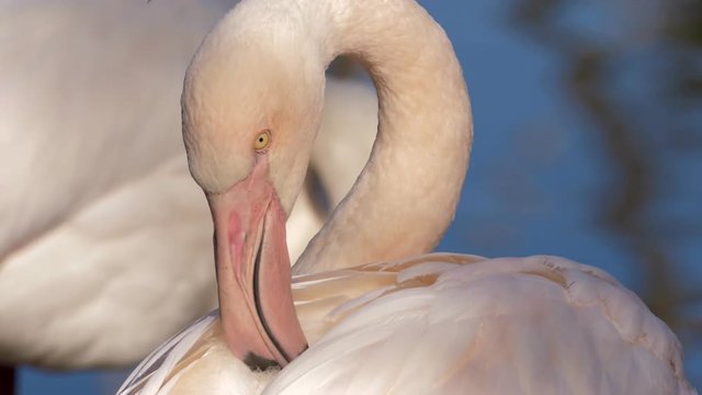 Greater flamingo portrait