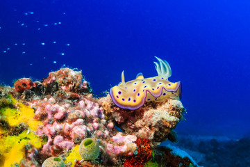 Brightly colored Nudibranch on a tropical coral reef