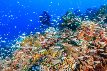 Tropical fish swarm around a vibrant, healthy tropical coral reef