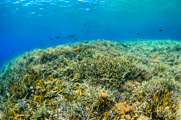 Fototapeta na wymiar Colorful tropical fish on a healthy coral reef in Komodo, Indonesia