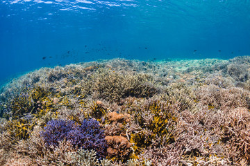 Fototapeta na wymiar A colorful, healthy tropical coral reef