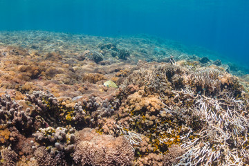 Fototapeta na wymiar Background of a healthy, colorful tropical coral reef