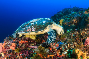 Obraz na płótnie Canvas A Hawksbill Sea Turtle feeding on a deep, colorful tropical coral reef