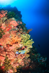 Tropical fish swim along a coral reef wall in clear water