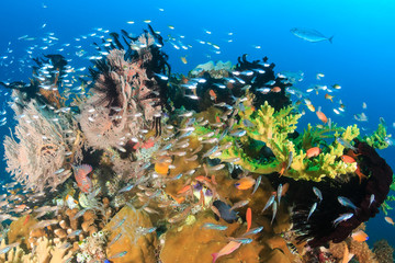 Fototapeta na wymiar A healthy tropical coral reef