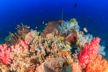 Fototapeta na wymiar Brightly colored soft corals on a healthy tropical coral reef