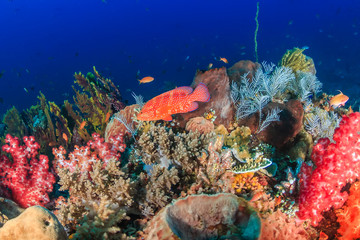 Naklejka na ściany i meble A colorful Coral Grouper on a healthy tropical coral reef
