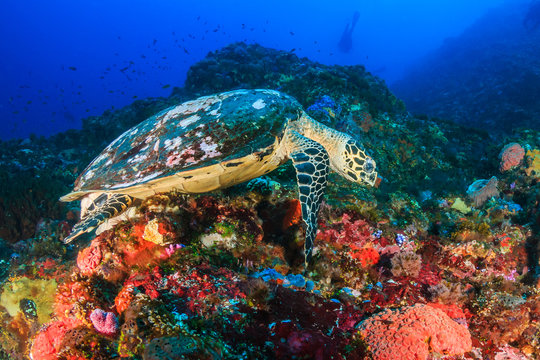 Sea Turtle feeding on a colorful, tropical coral reef