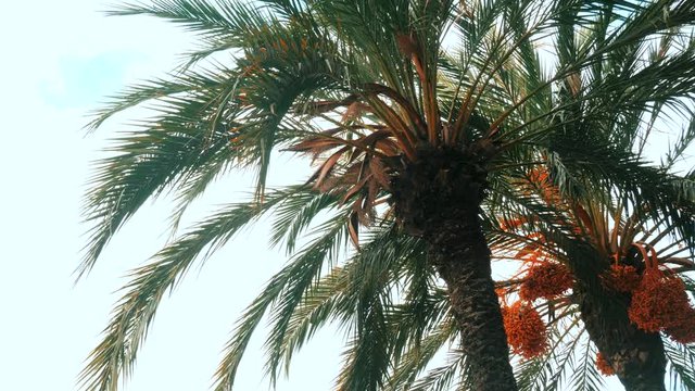 Branches of date palms under blue sky. View into the sky through a date palm in Barcelona. Dolly shot. 4k