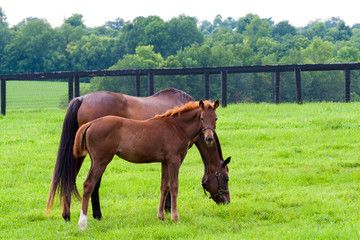 Mare with her colt on pastures of horse farms.
