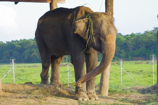Beautiful elephant chained in a wooden pillar under a tructure at outdoors, in Chitwan National Park, Nepal, cruelty concept