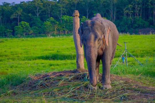 Chained elephant in a wooden pillar at outdoors, in Chitwan National Park, Nepal, cruelty concept